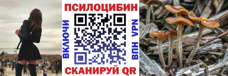 наркошоп  Курчатов  Галлюциногенные грибы Psilocybine cubensis 
